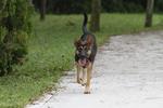 Gipsy Lost In Usj 2 Subang Jaya - Mixed Breed Dog