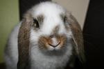 Lilo - Holland Lop Rabbit