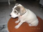 Male_puppy_7 Weeks Old - Mixed Breed Dog