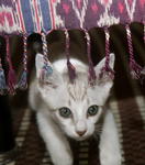 Babu under the table