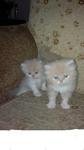 Semiflat Face Kittens - Persian Cat