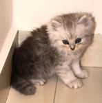 Snowbelle - Persian Cat