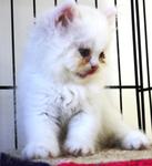 Snowbelle - Persian Cat