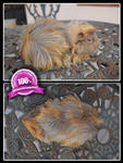 Peruvian Guinea Pig    ^.^ - Guinea Pig Small & Furry