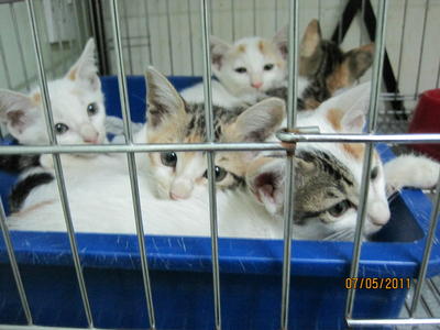 Bangsarian Kittens And Mummy Cat - Domestic Short Hair Cat