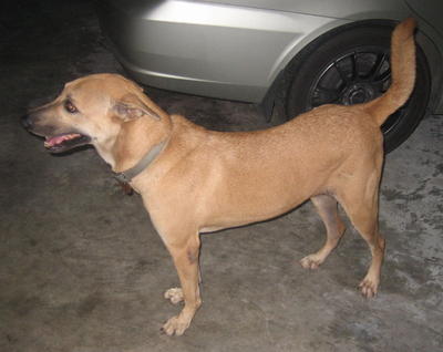 Bibie - Mixed Breed Dog