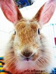 Polo - Lionhead Rabbit