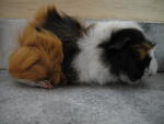 Chubby - Guinea Pig Small & Furry