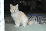 Lian - Persian Cat