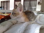 Kiddy - Domestic Short Hair Cat
