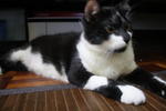 Tot @ Bendot - Domestic Medium Hair + Tuxedo Cat