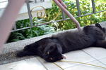 Blacky - Domestic Long Hair Cat