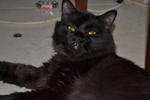 Blacky - Domestic Long Hair Cat