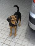 He gets his tail from his MinPin mom and floppy ears from his Beagle dad.