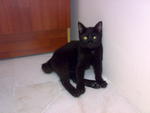 Mr. Mikel @ C'tam - Domestic Short Hair Cat