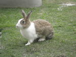 Bunnies :) - Angora Rabbit + Bunny Rabbit Rabbit