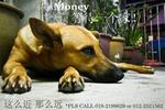 Money - Mixed Breed Dog