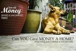 Money - Mixed Breed Dog