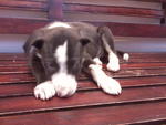 Vivi - Mixed Breed Dog