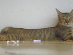Calla - Domestic Short Hair Cat