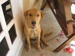 Taffy - Golden Retriever + Labrador Retriever Dog