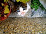 Chestnut - Domestic Medium Hair Cat