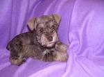 Pure Mini Schnauzer Puppy - Schnauzer Dog