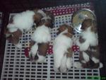 Cute Shih Tzu Shihtzu Puppy With Mk - Shih Tzu Dog