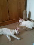 Ira N Ella - Domestic Short Hair Cat