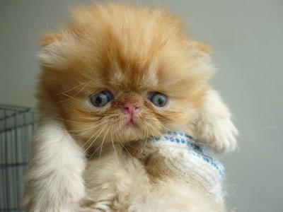 Persian Cat Flat Face - Persian Cat
