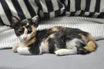 Milah - Domestic Short Hair Cat