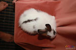Cute Rabbit 01 - Jersey Wooly + American Fuzzy Lop Rabbit