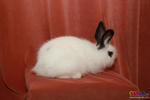 Cute Rabbit 03 - Jersey Wooly + American Fuzzy Lop Rabbit