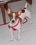 Lee Lee - Jack Russell Terrier Dog