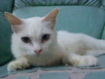 Sonata - Domestic Long Hair + Persian Cat