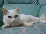 Sonata - Domestic Long Hair + Persian Cat