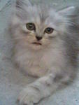 Persian -name: Momo- - Persian Cat