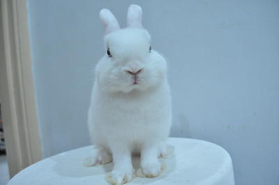 Netherland Dwarf - Bew - Netherland Dwarf Rabbit