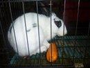 Morni - Checkered Giant Rabbit