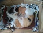 Cat Family Of 4 In Klang Valley - Domestic Short Hair Cat