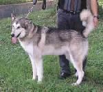 Rose - Alaskan Malamute Dog