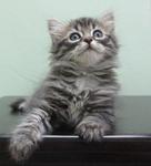 Babushka Kittens Ii - Domestic Long Hair Cat