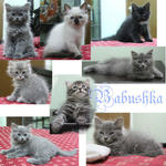 Babushka Kittens II