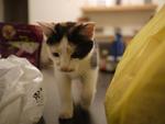 Tabatha - Domestic Short Hair + Calico Cat