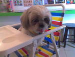 Beebee - Shih Tzu Dog