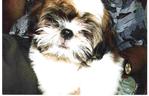 Lost Shih Tzu @ Kemuning Terrace - Shih Tzu Dog