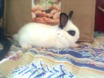 Bella Boolat  - Bunny Rabbit Rabbit