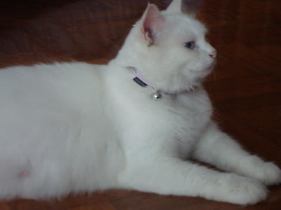 Snowy - Persian + Domestic Medium Hair Cat