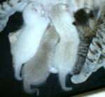 Beautiful Kittens For Adoptions ! - Domestic Medium Hair + Egyptian Mau Cat