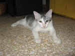 Silver - Domestic Short Hair Cat